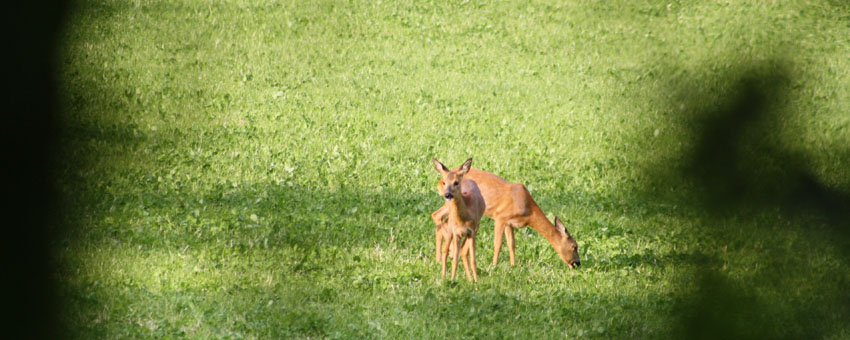 2 wilde hertjes grasend in de buurt van onze camping.